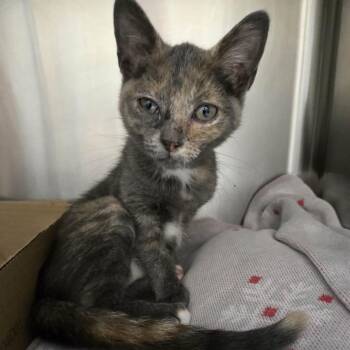 Evelyn -  Domestic Short Hair Cat for Adoption in Newport, Tennessee - Evelyn | PetCurious