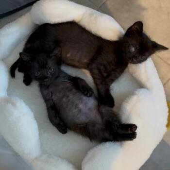 Bonnie -  Domestic Short Hair Cat for Adoption in West Palm Beach, Florida - Bonnie | PetCurious