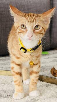 Luca (yellow collar) -  Domestic Short Hair Cat for Adoption in Charleston, South Carolina - Luca (yellow Collar) | PetCurious
