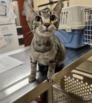 ELEVEN -  Domestic Short Hair Cat for Adoption in Aliquippa, Pennsylvania - ELEVEN | PetCurious