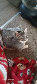 Rescue Domestic Short Hair Cats for Adoption in Moses Lake, Washington - Yiva Bear | PetCurious