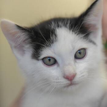 Domestic Short Hair Cats Available for Adoption in Redwood City, California - Tennessee (green Collar) | PetCurious
