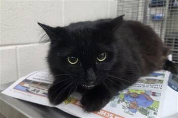 COCOA -  Domestic Long Hair Cat for Adoption in Orlando, Florida - COCOA | PetCurious
