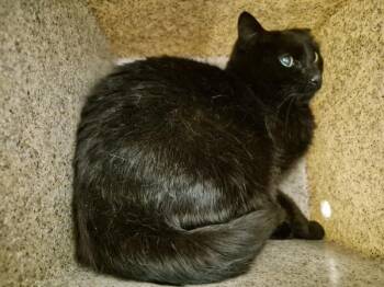 Domestic Short Hair Cats Available for Adoption in Lawrenceville, Georgia - Fb 9d | PetCurious