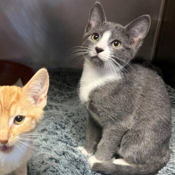 Blaze -  Domestic Short Hair Cat for Adoption in Chehalis, Washington - Blaze | PetCurious