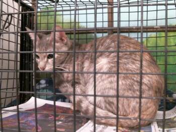 Domestic Short Hair Cats Available for Adoption in Houston, Texas - SAFARI | PetCurious