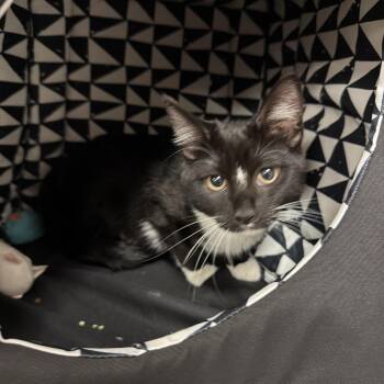 Oreo -  Domestic Medium Hair Cat for Adoption in Pawling, New York - Oreo | PetCurious