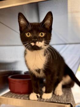 Charlie Chaplin -  Domestic Short Hair Cat for Adoption in Midland, Michigan - Charlie Chaplin | PetCurious