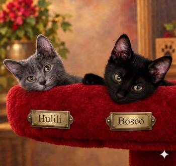 Bosco & Hulili -  Domestic Short Hair Cat for Adoption in Midlothian, Texas - Bosco & Hulili | PetCurious