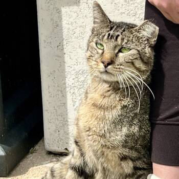 Rescue Domestic Short Hair Cats for Adoption in St. Louis, Missouri - Carl | PetCurious