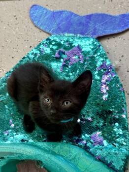 Black Angus -  Domestic Short Hair Cat for Adoption in Evergreen, Colorado - Black Angus | PetCurious