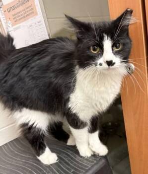 Domestic Long Hair and Domestic Short Hair Cats Available for Adoption - Peanut (& Butter) | PetCurious