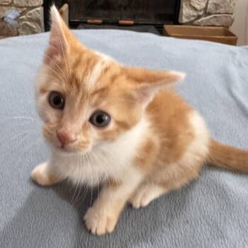 Frankie -  Domestic Short Hair Cat for Adoption in Detroit, Michigan - Frankie | PetCurious