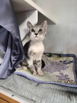 Fruit by the foot -  Domestic Short Hair Cat for Adoption in Savannah, Georgia - Fruit By The Foot | PetCurious
