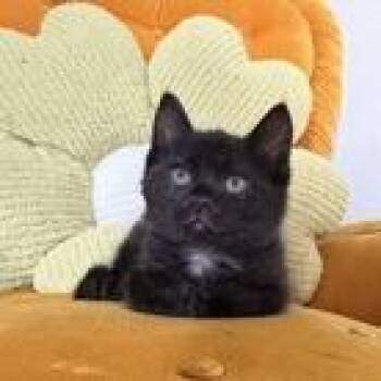Eddie -  Domestic Medium Hair Cat for Adoption in Morristown, Vermont - Eddie | PetCurious