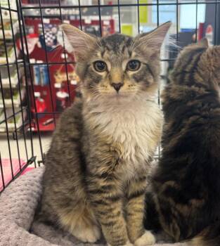 Engineer -  Domestic Long Hair Cat for Adoption in Gorham, Maine - Engineer | PetCurious