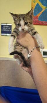 Pesto -  Domestic Short Hair Cat for Adoption in Rockwall, Texas - Pesto | PetCurious