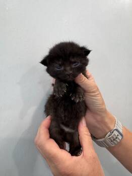 Taz -  Domestic Short Hair Cat for Adoption in Lunenburg, Vermont - Taz | PetCurious