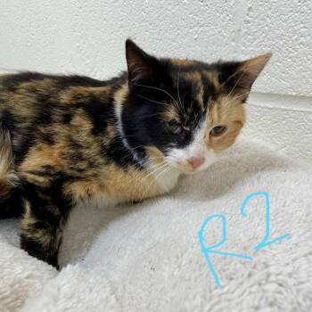 Domestic Short Hair Cats Available for Adoption in Harrisonburg, Virginia - Victorine | PetCurious