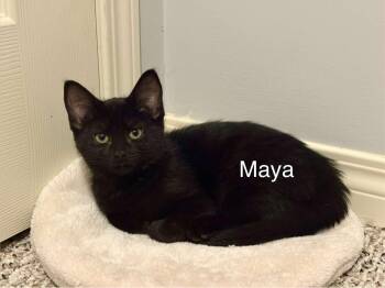 Maya -  Domestic Short Hair Cat for Adoption in Claresholm, Alberta - Maya | PetCurious