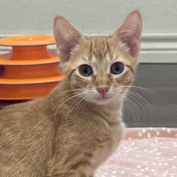 The Scoop -  Domestic Short Hair Cat for Adoption in Fort Worth, Texas - The Scoop | PetCurious
