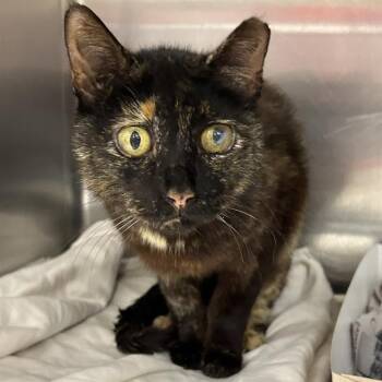 LULU -  Domestic Medium Hair Cat for Adoption in San Antonio, Texas - LULU | PetCurious
