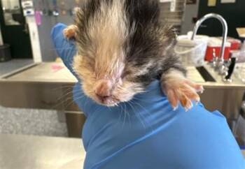 A1931248 -  Domestic Short Hair Cat for Adoption in Thousand Palms, California - A1931248 | PetCurious
