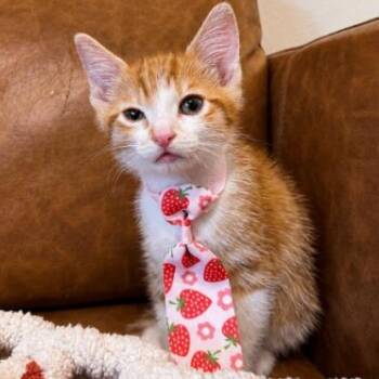 Hunter Green -  Tabby and Domestic Short Hair Cat for Adoption in Friendswood, Texas - Hunter Green | PetCurious