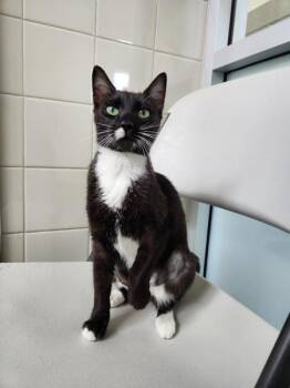 Franny -  Domestic Short Hair Cat for Adoption in Healdsburg, California - Franny | PetCurious