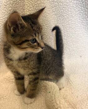 Coco -  Domestic Short Hair Cat Available for Adoption in Warren, Pennsylvania - Coco | PetCurious