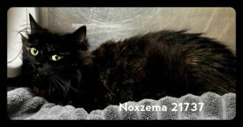 NOXZEMA -  Domestic Medium Hair Cat for Adoption in Marietta, Georgia - NOXZEMA | PetCurious
