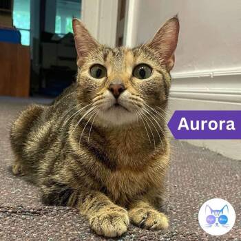 Rescue Domestic Short Hair Cats for Adoption in Penfield, New York - Aurora | PetCurious