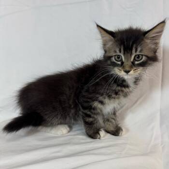 Domestic Medium Hair Cats Available for Adoption in Sunnyvale, California - Jemma (Aqua) | PetCurious