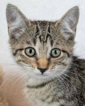 Florence -  Domestic Short Hair and Tabby Cat for Adoption in Kennesaw, Georgia - Florence | PetCurious