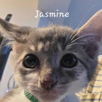 Jasmine -  Domestic Short Hair Cat for Adoption in Waldorf, Maryland - Jasmine | PetCurious