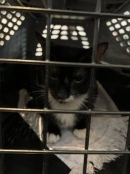 Myriam -  Domestic Medium Hair and Domestic Short Hair Cat Available for Adoption in Montreal, Quebec - Myriam | PetCurious