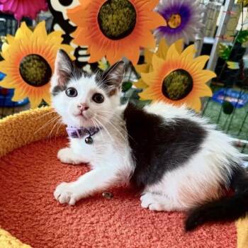 Domestic Short Hair Cats Available for Adoption in San Antonio, Texas - Dewdrop | PetCurious