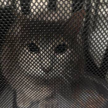 Arya -  Domestic Short Hair Cat for Adoption in Charlottesville, Virginia - Arya | PetCurious
