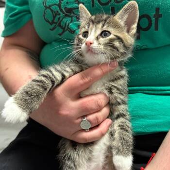 Domestic Short Hair Cats Available for Adoption in Trenton, New Jersey - Nick | PetCurious