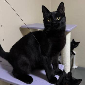 Domestic Medium Hair Cats Available for Adoption - Toebias | PetCurious