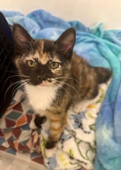 Domestic Short Hair Cats Available for Adoption - Juanita | PetCurious