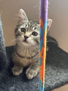Rescue Domestic Short Hair Cats for Adoption in Blaine, Minnesota - Zoey | PetCurious