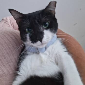 Bianca -  Domestic Short Hair Cat for Adoption in Hopkinton, Massachusetts - Bianca | PetCurious