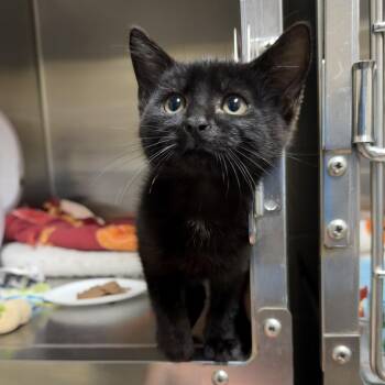 Cadet -  Domestic Medium Hair Cat for Adoption in Collierville, Tennessee - Cadet | PetCurious