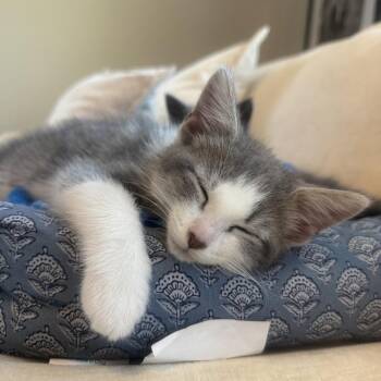 Frisbee -  Domestic Short Hair Cat for Adoption in La Grange, Kentucky - Frisbee | PetCurious