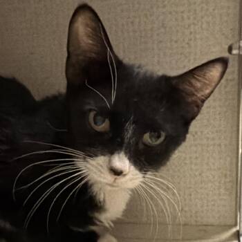 Domestic Short Hair Cats Available for Adoption in Yuma, Arizona - Kylie | PetCurious