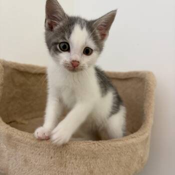 Marc -  Domestic Short Hair Cat for Adoption in Peconic, New York - Marc | PetCurious