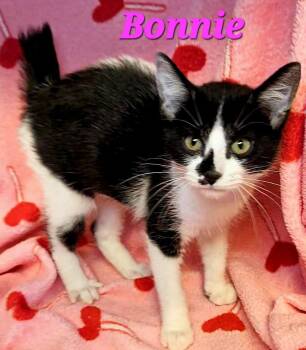 Bonnie -  American Bobtail Cat for Adoption in Macon, Georgia - Bonnie | PetCurious