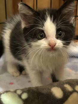 Oreo -  Domestic Short Hair Cat for Adoption in Columbia, Missouri - Oreo | PetCurious