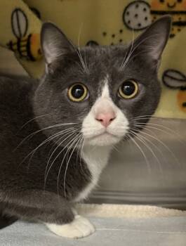 Rescue Domestic Short Hair Cats for Adoption in Eugene, Oregon - Aries | PetCurious